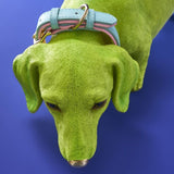 BASSOTTO WILFRIED DOG GREEN