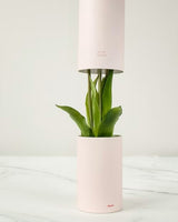 MAZZO DI TULIPANI PROFUMATI - ORANGE